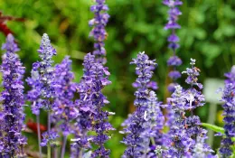 Šalvěj lékařská (Salvia officinalis)